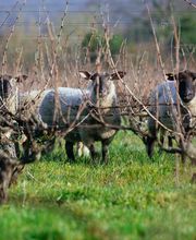 Clos Roussely image 2