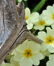 Gartenbau Hölzli AG Bild 8