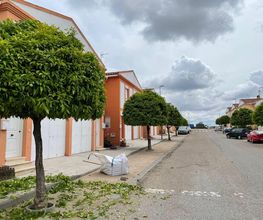 Poda_Jardineria_del_Oeste_Merida_Badajoz.jpeg