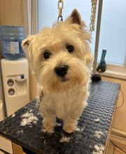 Au Chien Chic image 8