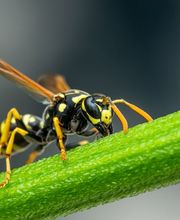 VerEx - Schädlingsbekämpfung Erlangen