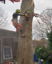 Nadrowski Baumdienst Bild 14