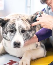 Riverbend Veterinary PetCare Hospital image 7