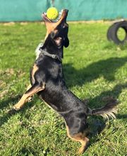 Dierenhotel Pandora afbeelding 7
