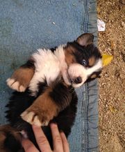 Le Grand Cèdre image 5