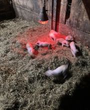TiKa vom Moslerhof Bild 12