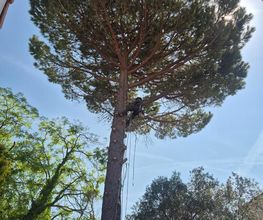 Sannier David Espaces Verts image 6