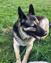 LE JARDIN CANIN image 3