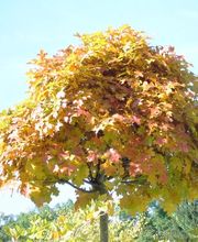 Baumschule Gehrig GmbH Bild 3