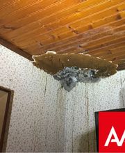 Agence Antiparasitaire du Bois Lignol image 4