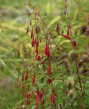 Staudenwerk GmbH Bild 2