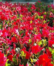 Schwab Fleurs SA Bild 6