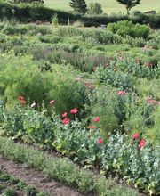 Jardin d'even image 3