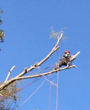 Alp'azur Elagage image 1