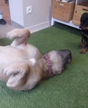 Mon Chien Mon Ami Sarl image 4