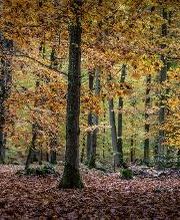 FriedWald Michelstadt im Odenwald Bild 10