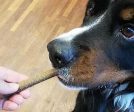 DOGS-HEART Bild 5