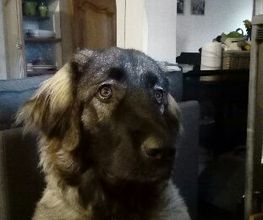 Astuce De Chien image 7
