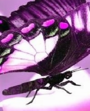 Renaux Dorothée image 1