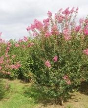 Pépinières Lafitte image 12