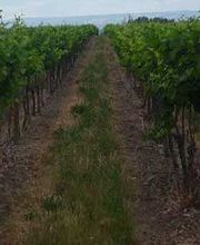 Calmet Et Fils image 5