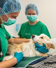 Tierarzt Vlotho, Tierarztpraxis am Roseneck Bild 13