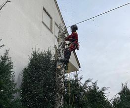 Baumpflege Eifler Bild 2
