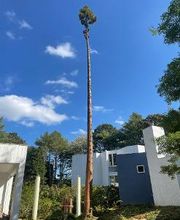 Climbers Tree Care Specialist, Inc. image 8