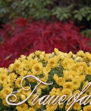 Könisser Bestattungen oHG Bild 3