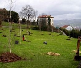 jarditania-mantenimiento-alquiler-arbol-03.jpg