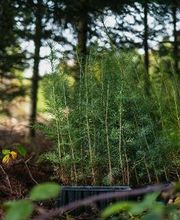 Treebreathe Sàrl Bild 7