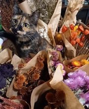 Saveurs Florales image 11