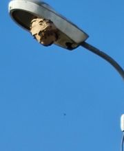 Breizh Nuisibles Services image 17