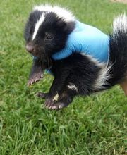 ecoPRO Wildlife Solutions image 10