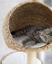 Jardiland La Rosée image 12