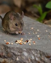 OPC Pest Services - Lexington image 1