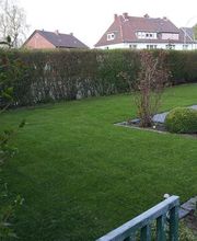 Rollrasen Kahl Bild 4