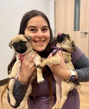 South Lake Vet image 8