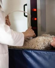 Three Trails Animal Hospital image 1