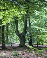 FriedWald Cuxland Bild 7