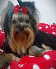 DogShine image 3