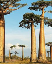 Latremoliere Daniel image 2