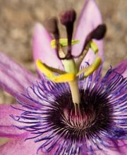 Rusterholz Pflanzencenter AG Bild 6