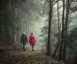 Services Bois et Forêts image 3
