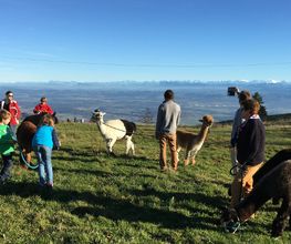 Alpaka Trekking Balmberg Tannenheim Bild 5
