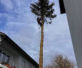 TR Baumpflege Bild 7