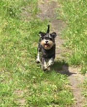 Hundeschule Thea Grothe Bild 1