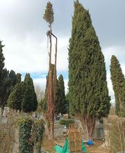 Lopez Dominique le Grimpereau image 1