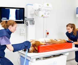 Marigin Tierklinik - 24 Std. Notfalldienst - Zentrum für Tiermedizin Bild 6