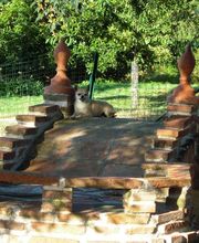 Le Grand Cèdre image 8